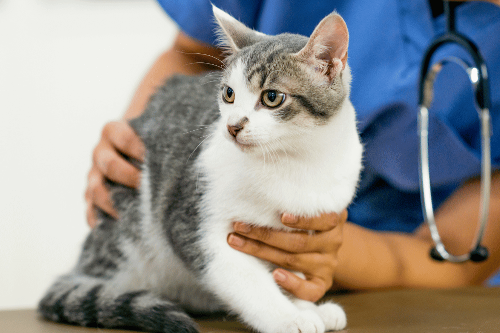 alimentacion-en-el-paciente-felino-con-hepatopatía
