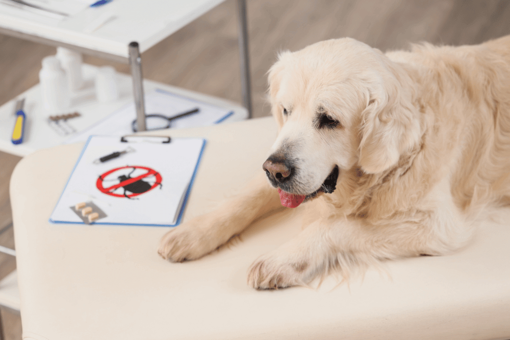 antiparasitarios-tipos-y-cuando- usarlos