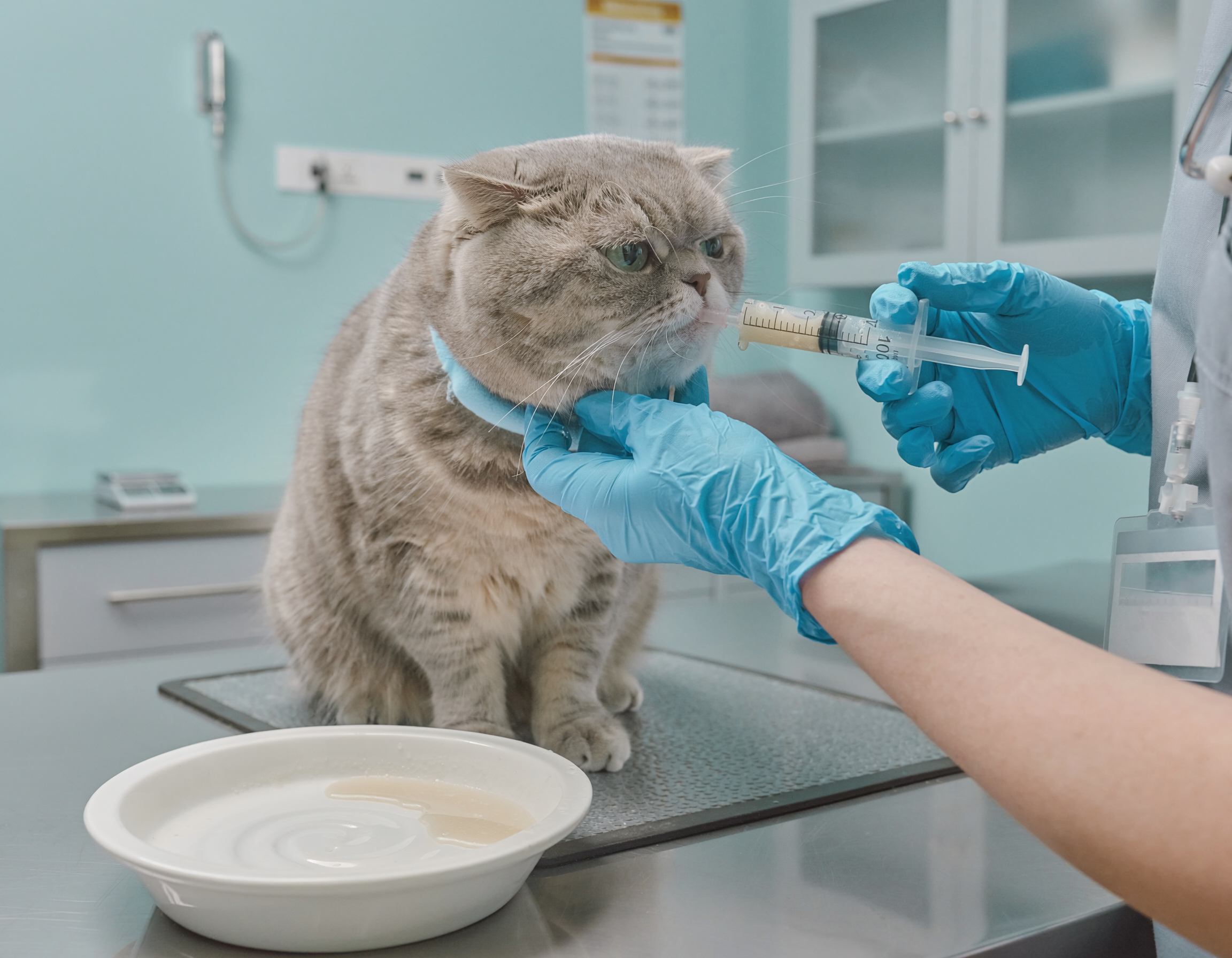 Alimentación del paciente renal felino