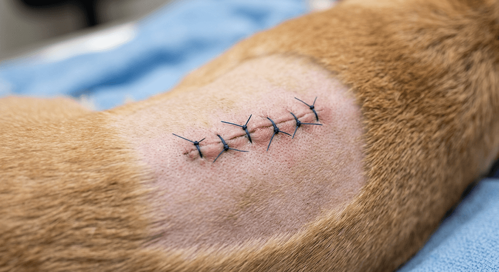 Firefly_puntos de sutura en perro plano detalle 184555 (1)
