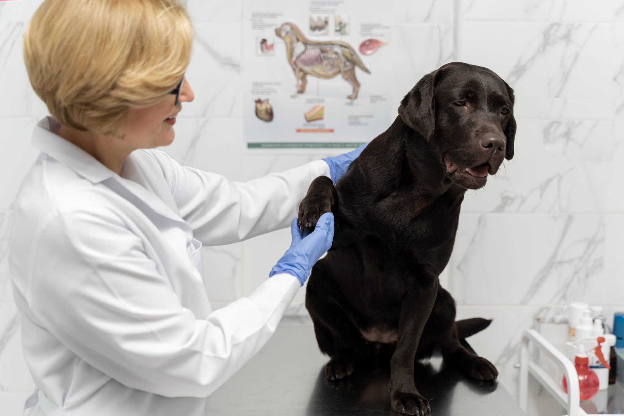 Técnicas no invasivas de acercamiento para perros temerosos