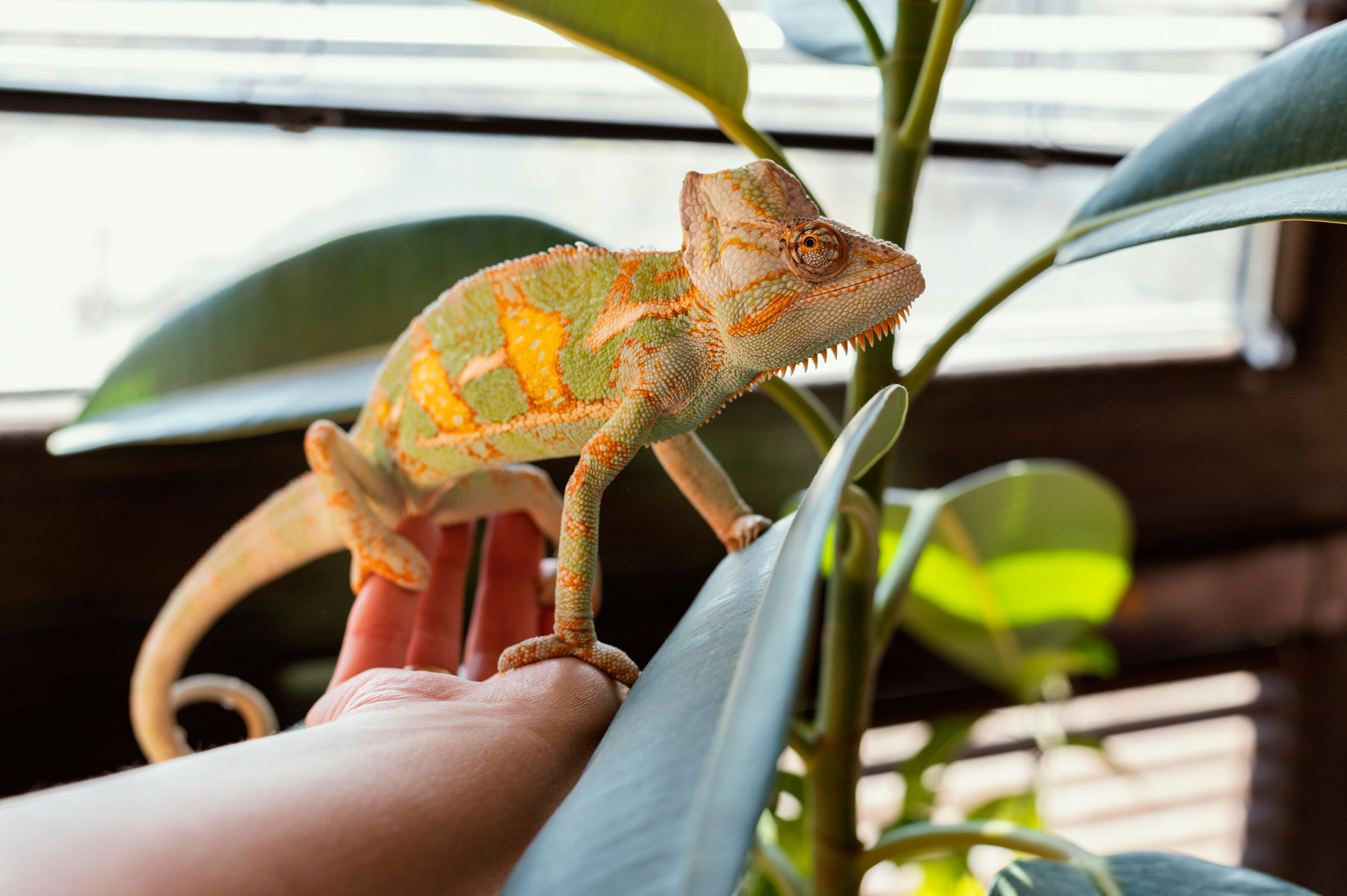 manejo-reptiles
